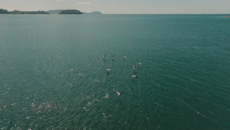 Oben-Folgt-Ein-Schwarm-Pelikane,-Die-In-Formation-Fliegen,-Guanacaste,-Costa-Rica---Drohnenaufnahme-Aus-Der-Luft