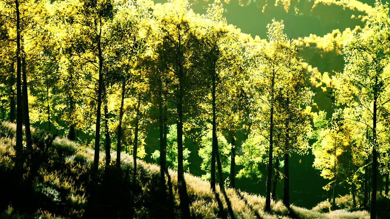 해가 지는 때 태양이 비추는 산들 사이에 가을의 나무가 있는 계곡