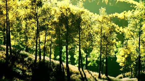 valley with autumn trees among the mountains lit by the sun at sunset