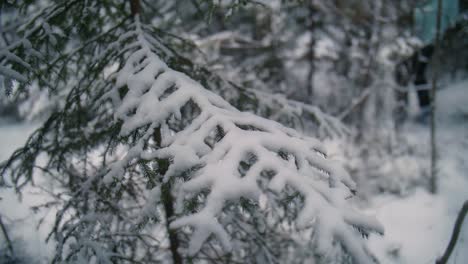 Kiefer-Mit-Schnee-Auf-Den-Ästen-Im-Winterwald