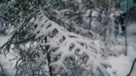 pino con nieve en sus ramas en el bosque de invierno