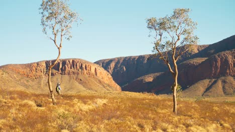 caminante distante camina más allá de los árboles nativos frente a los acantilados, australia