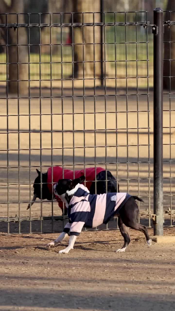 dos perros corriendo a lo largo de una pista de tierra