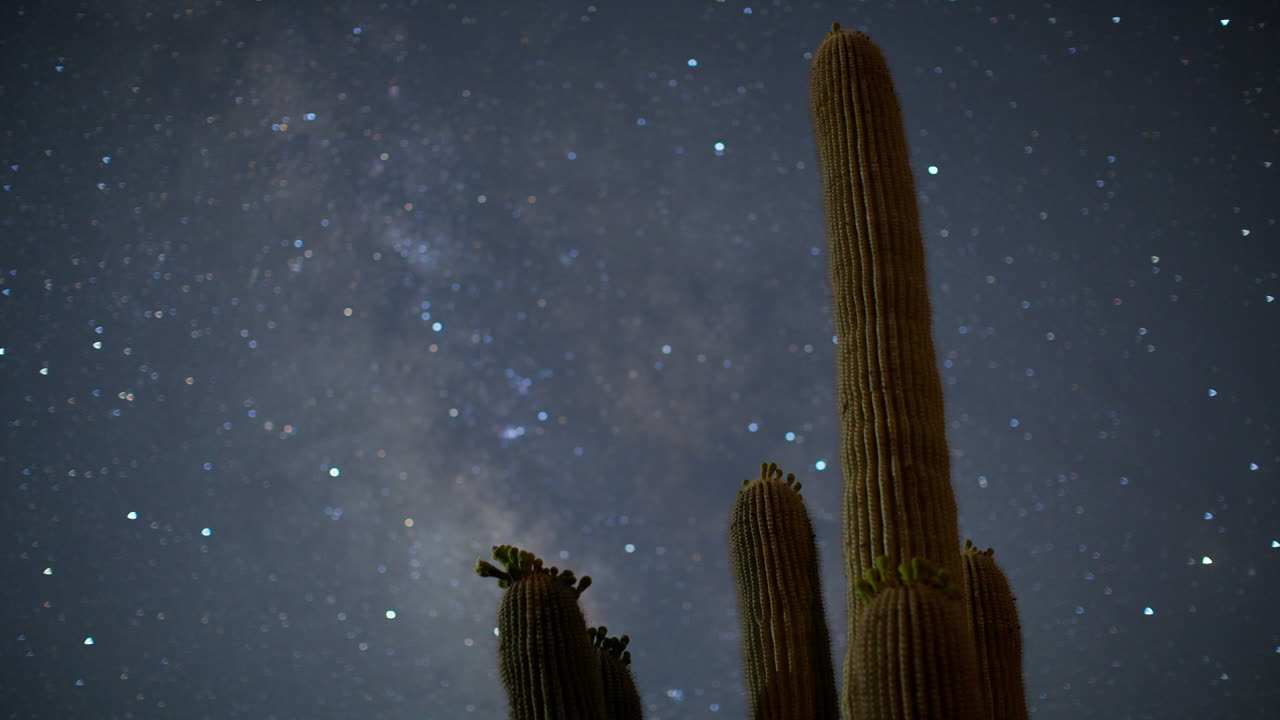 Cactus Starlapse