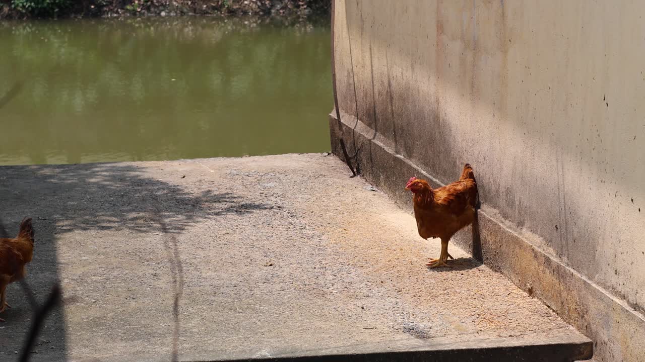 이 물 운하를 가로질러 걸어가고 있다.