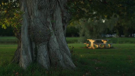 Märchenhafter-Baumstamm-In-Einem-Abgelegenen-Park-Mit-Bank,-Wenn-Der-Abend-Naht