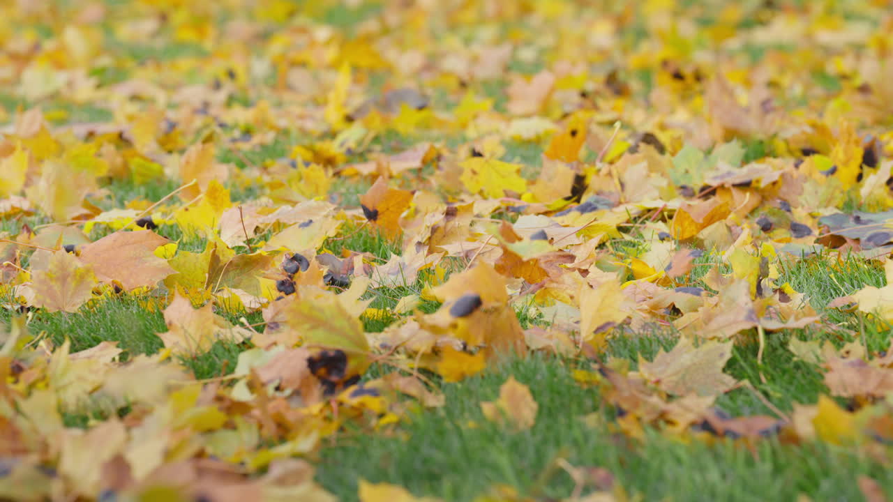 Vibrant autumn leaves scattered on green grass in a peaceful outdoor scene