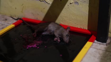 cerrar el ratón sucio en la trampa de pegamento en la cocina