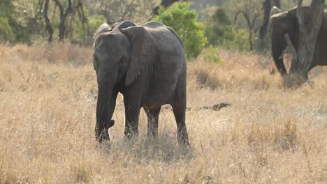 Junger,-Von-Hinten-Beleuchteter-Elefant,-Der-Im-Gras-Läuft,-Krüger-Nationalpark