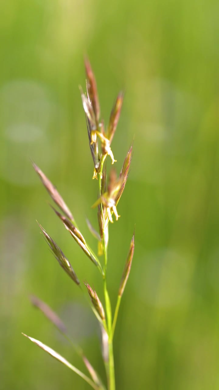 Scatto macro di una pianta di cereale selvatico che ondeggia dolcemente su uno sfondo sfocato di prato verde