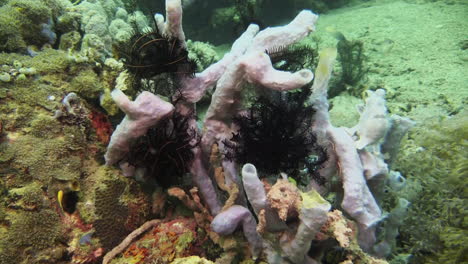 pale lilac version of painted frogfish sitting on a sponge or coral, yawning, long shot