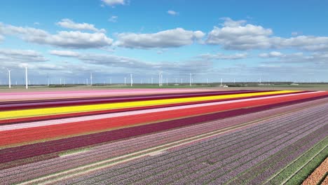 tulip fields and wind turbines in the netherlands