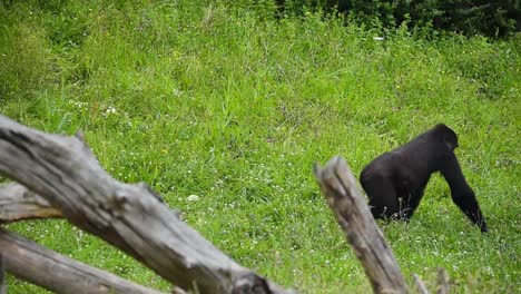 Gorillas-interacting-on-meadow-in-savanna-on-summer-day