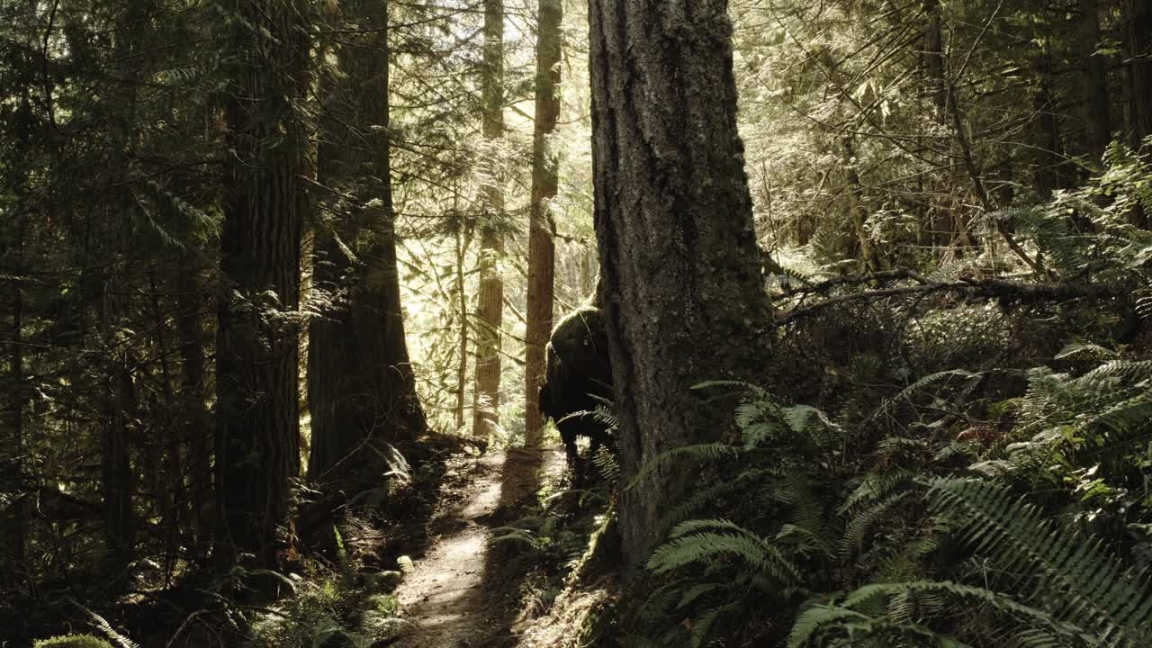 Gyllent lys skinner gjennom trærne og mosen i PNW