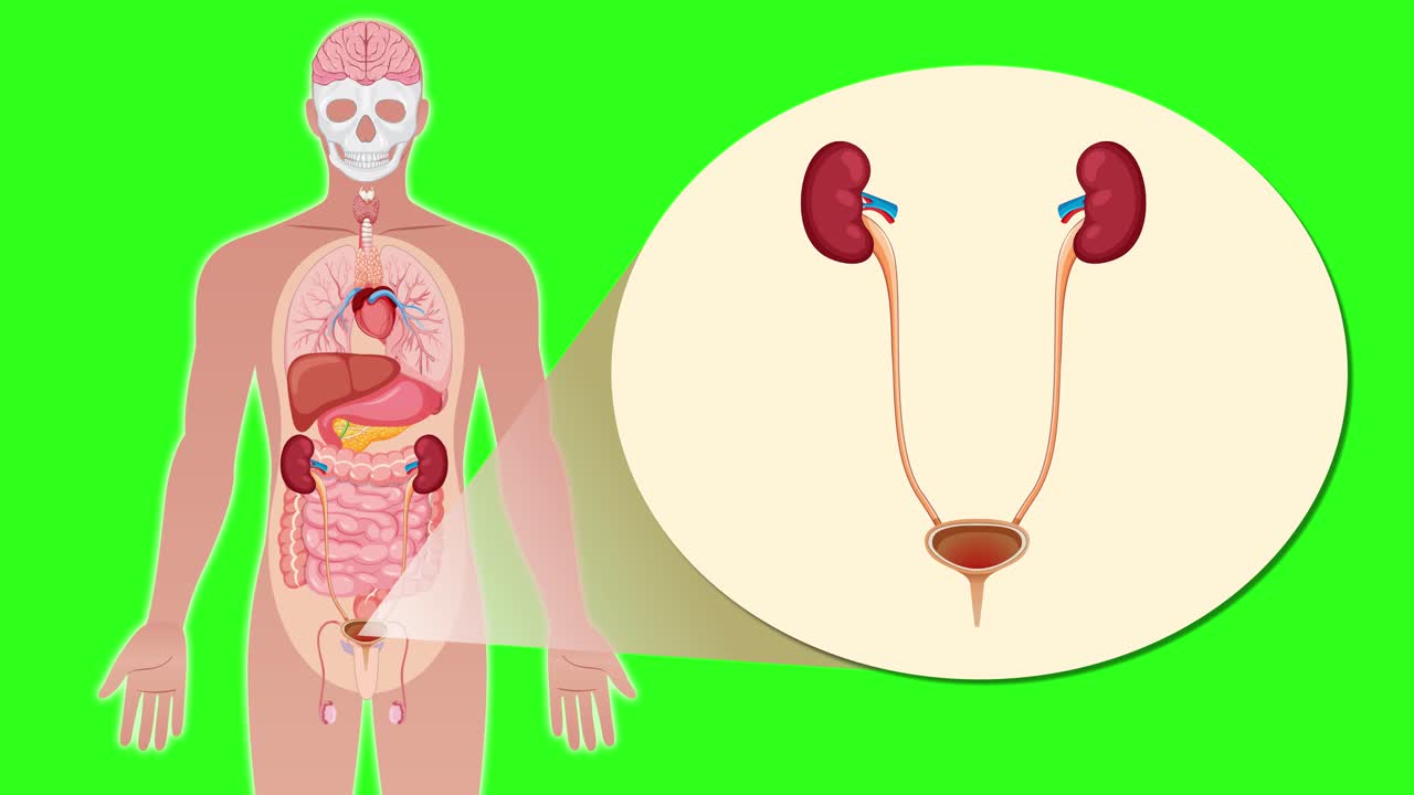 Animation transitions from a full-body human silhouette to a detailed anatomical view, zooming in on the urinary system with kidneys, ureters, and bladder, on a green background
