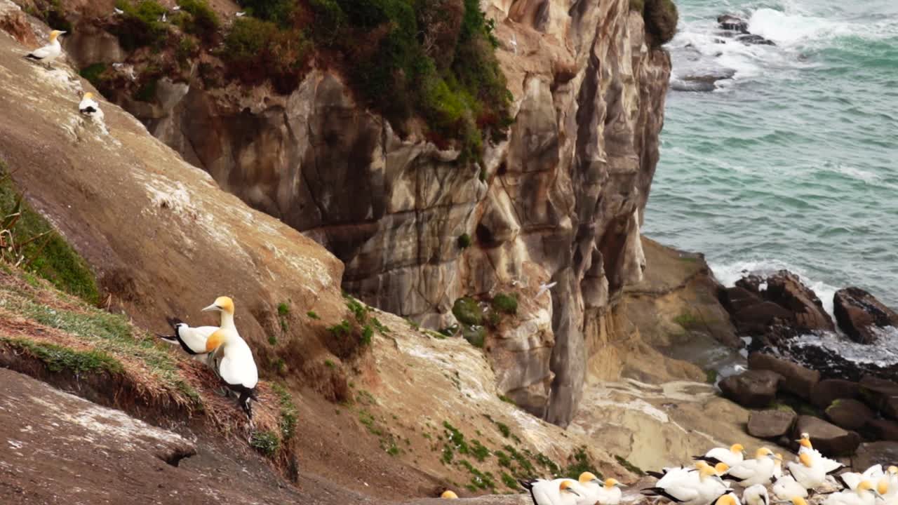 colonia de gaviotas, aves migratorias muriwai, relajándose alrededor del acantilado