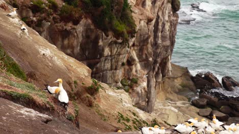 Colonia-De-Alcatraces,-Aves-Migratorias-Muriwai,-Relajándose-Alrededor-Del-Acantilado