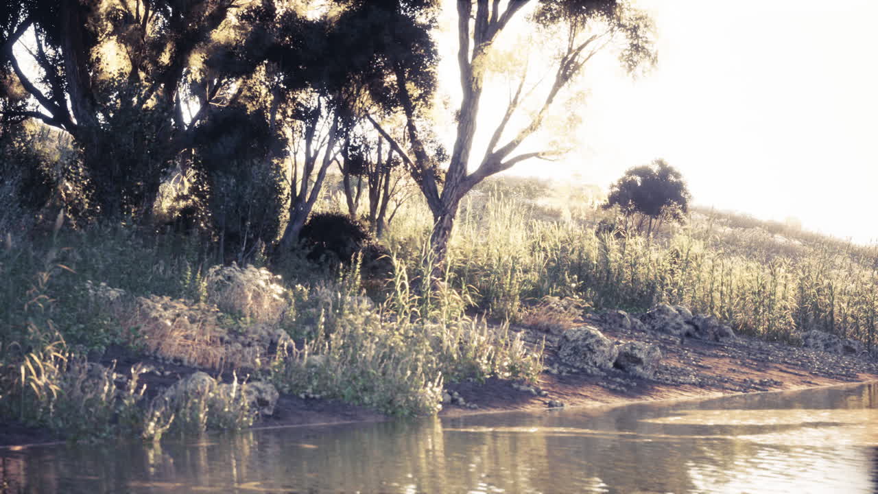 Calm riverside scene with greenery at golden hour in soft light