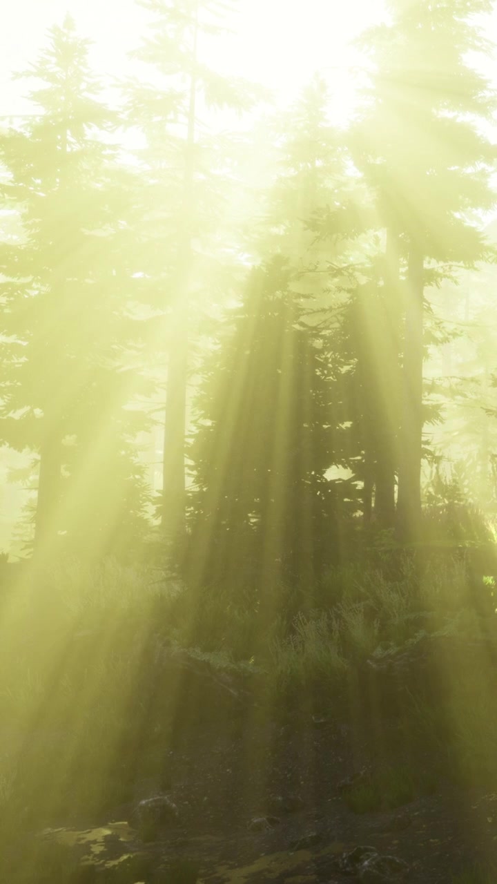 Raios de sol atravessam as árvores em uma floresta no início da manhã.