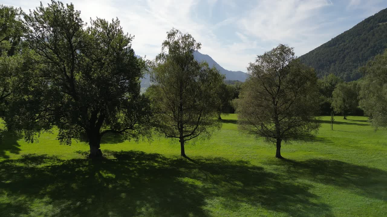 Broad leaves tree pine forest and mountain landscape in Swiss Switzerland green field campus in a cloudy day sunshine in sunset golden hills side lake in Summer Spring season wonderful scenic view