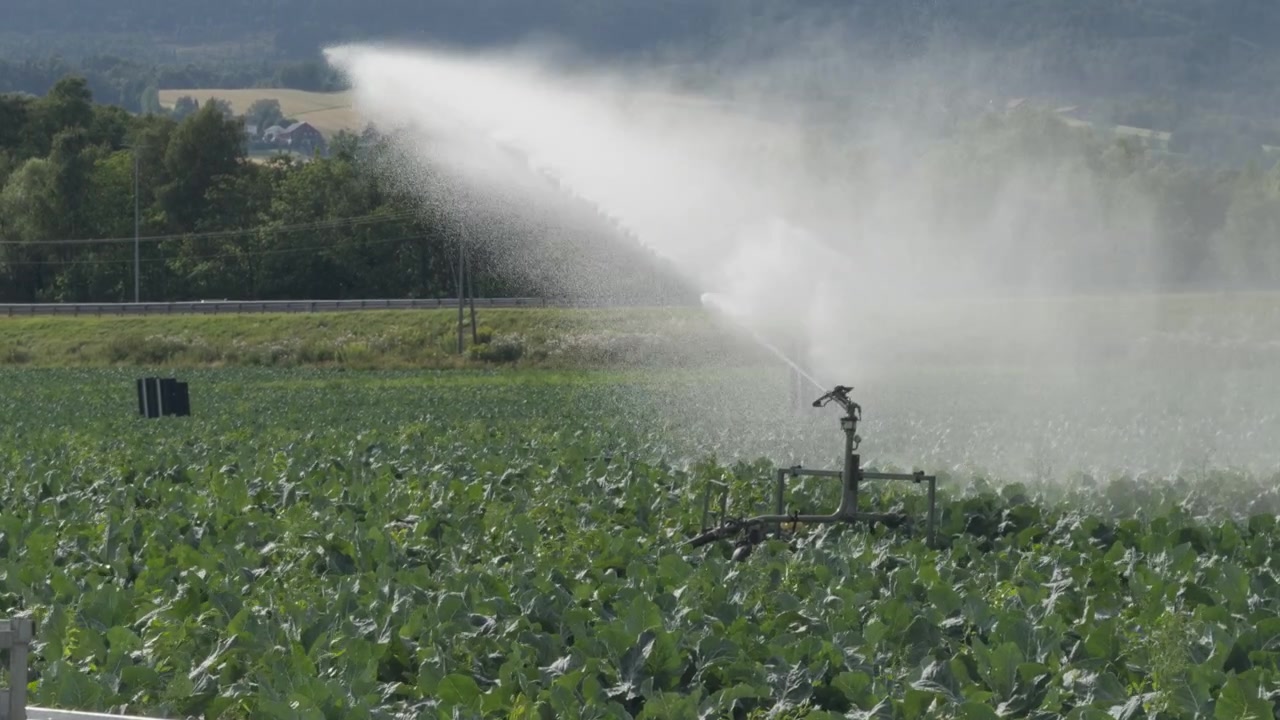 Cannone ad acqua agricolo che irriga un campo di cavolfiori verdi a Lier, Norvegia. Concetto di irrigazione delle colture, gestione della siccità e produzione commerciale di ortaggi