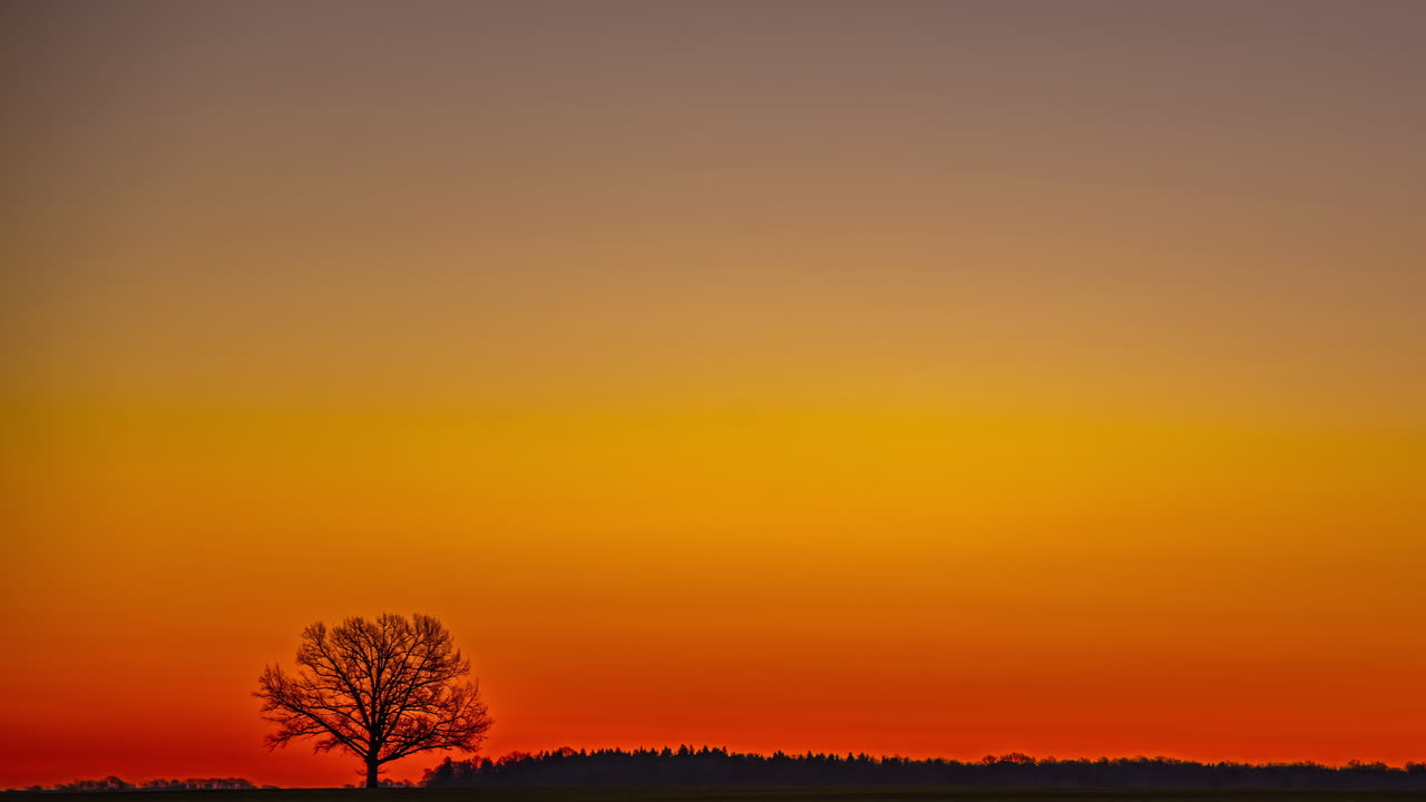 황폐한 풍경, 나무의 대조, 아오르는 태양, 빛나는 황금 시간, 하늘, 시간의 지연.