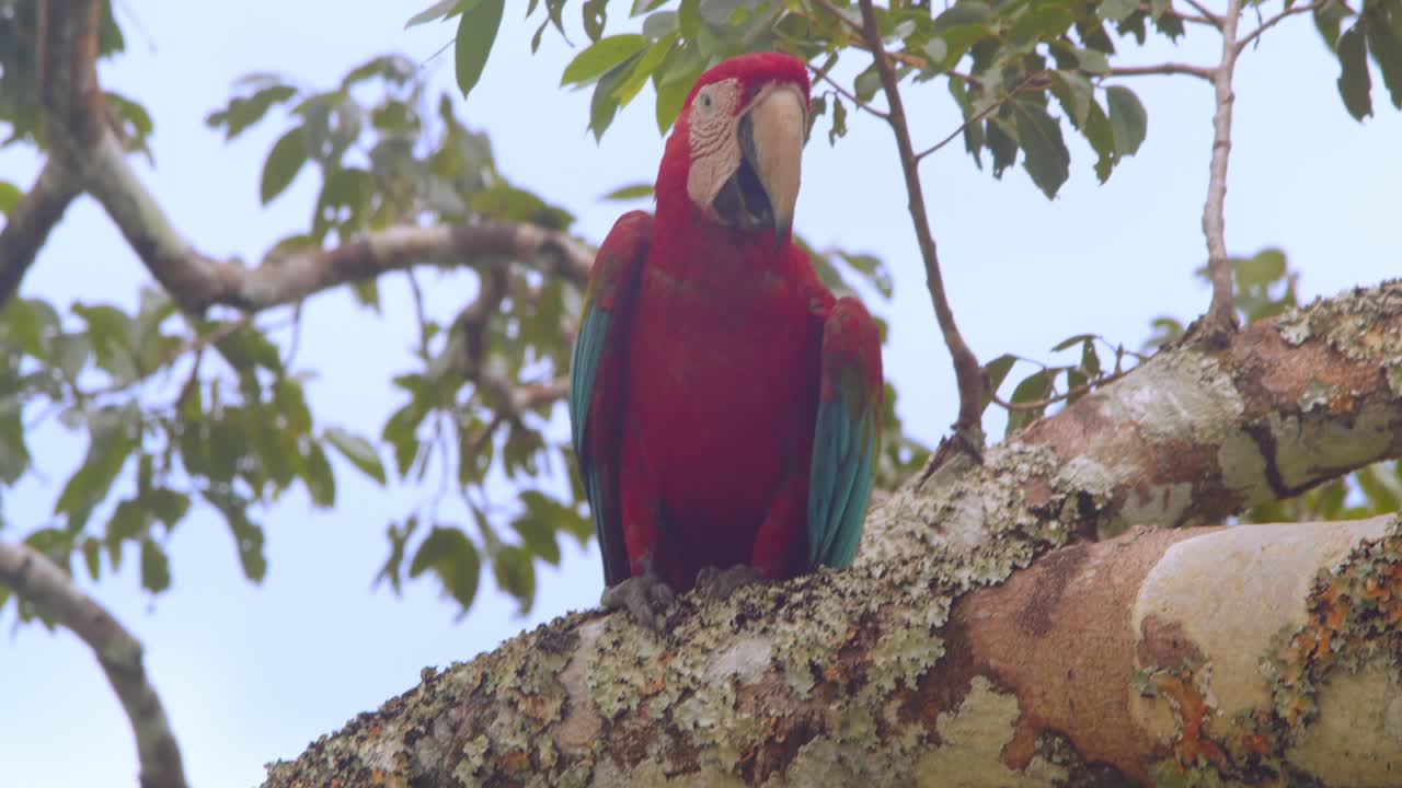 Green Winged macaw moving on the branch with jumps and help of its beak in the Peru Rain forest canopy