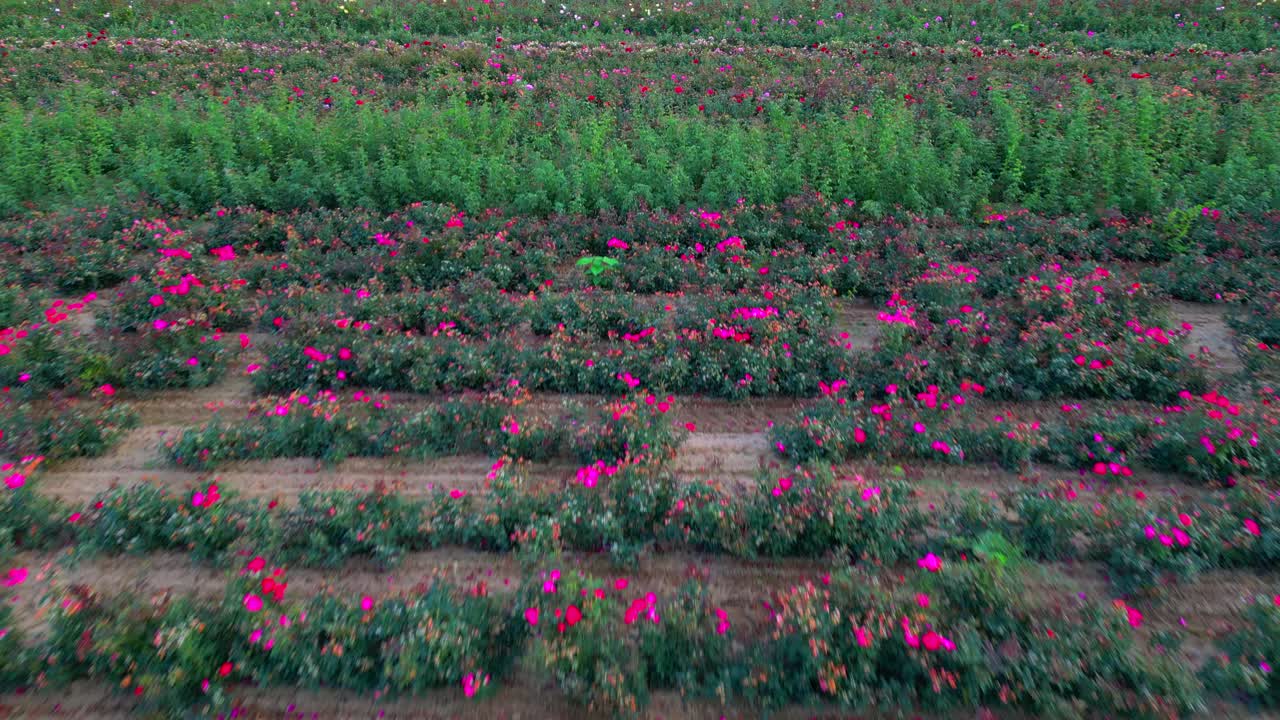 vista aérea de ángulo bajo de filas en una granja comercial de flores