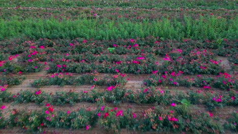 low angle aerial view of rows in a commercial flower farm