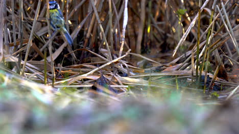 blue tits bathing in water through reeds, macro closeup