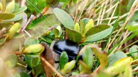 Nahaufnahme-Des-Käfers-Im-Freien---Rothaariger-Maikäfer,-Der-Sich-An-Einem-Windigen-Tag-Im-Sommer-Durch-Das-Hohe-Gras-Kämpft