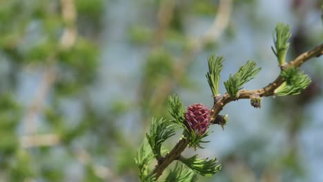 New leaves on larch with buds