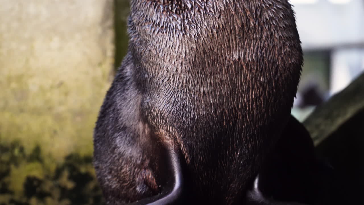 toma cinematográfica de una foca dormida rascándose como un perro, toma de primer plano
