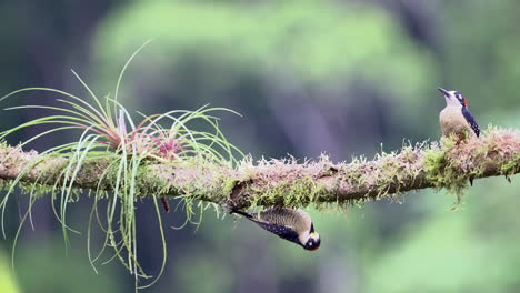 Black-cheeked-Woodpecker-hiding-under-a-branch-for-raptor-above-in-the-sky