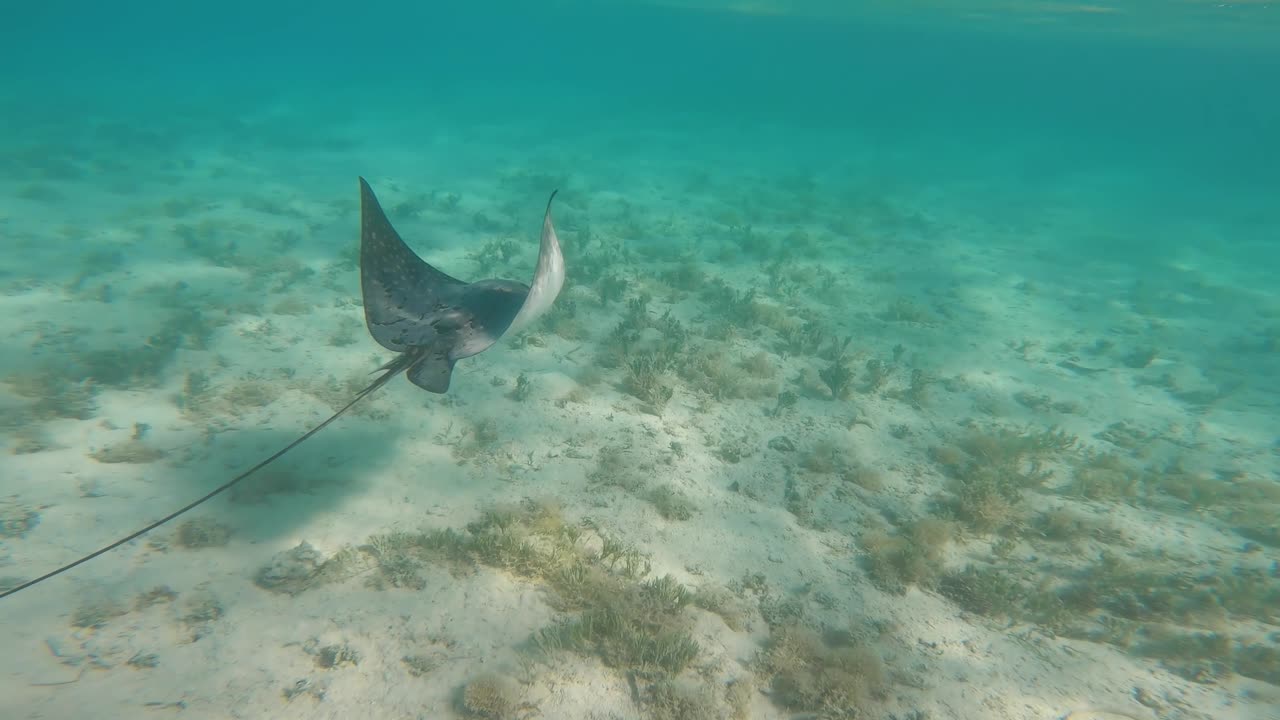 imágenes submarinas de una manta raya en los cayos de belice