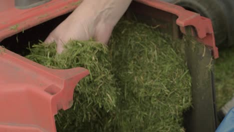 gardener clearing out lawn mower of freshly cut grass