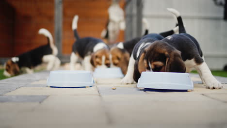 six little beagle puppies eating food from bowls, in the background in the aviary their mother dog