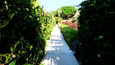 pov shot along a walkway surrounded by greenery leading to the individual villas