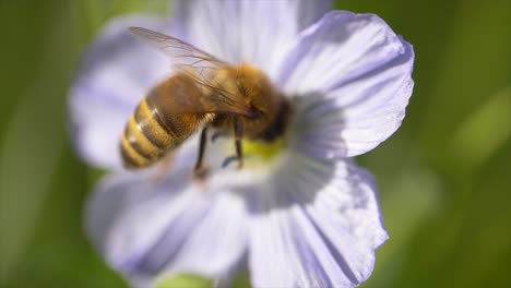 aggressive bee with yellow and black stripes during pollination in flower during sunny day