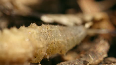 macro photography of insect larva in soil