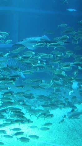 peces nadando juntos en un gran tanque de acuario