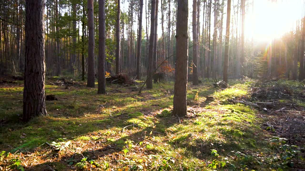 paisaje de bosque místico con suelo cubierto de musgo y luz solar atmosférica