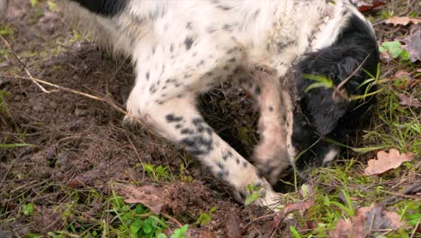 a dog with a great sense of smell digging and searching in slow motion for valuable truffles with its owner in italy