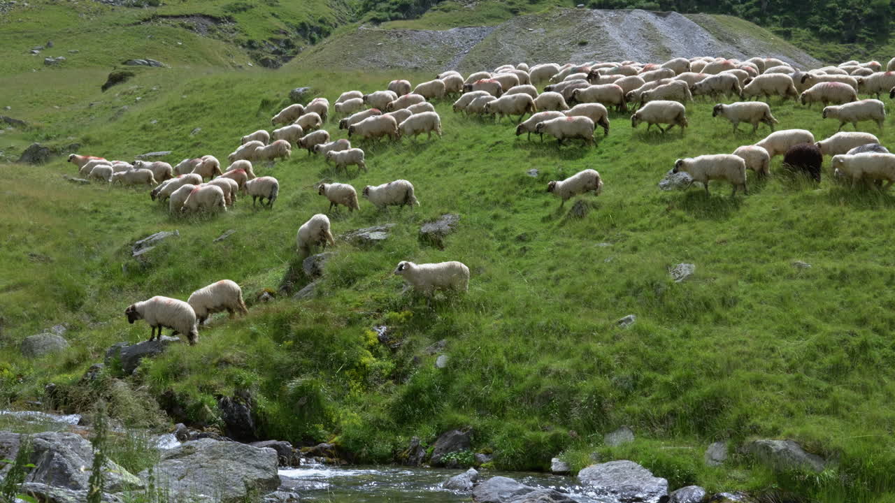 Sheep in the Mountains Moving to a River to Drink Water on Green and Fresh Grass. 4K Pastoral Nature Scene