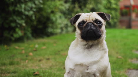 Mascota-Perro-Pug-Al-Aire-Libre-Escuchando-Y-Reaccionando-A-Los-Sonidos