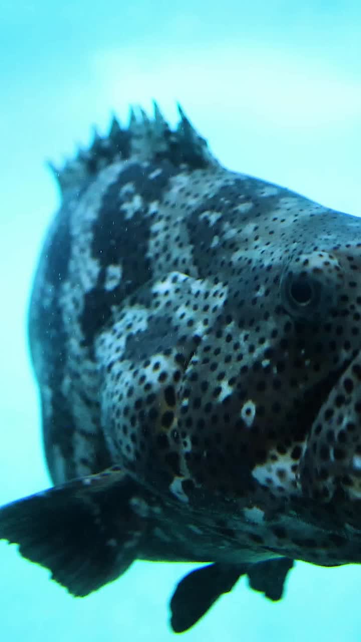 un gran pez manchado se desliza a través del agua azul.
