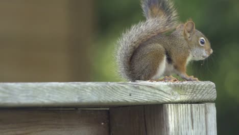 portrait of a american red squirrel feeding in slow motion