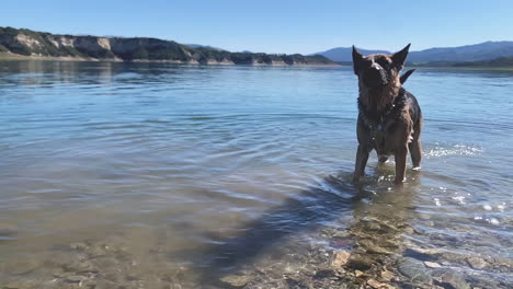 Perro-Pastor-Alemán-Juguetón-Sacudiendo-La-Cabeza-En-Cámara-Lenta,-De-Pie-En-El-Agua-En-El-Lago-Cachuma-Usa