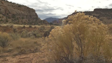 sol brillando sobre un arbusto amarillo del desierto en el desierto de utah