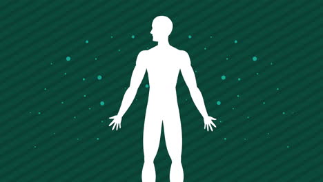 healthy human body silhouette animation